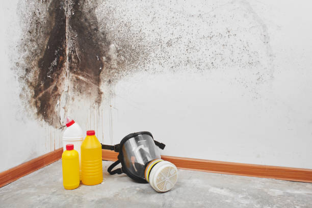 Best Mold Removal Near Me  in Shawneeland, VA