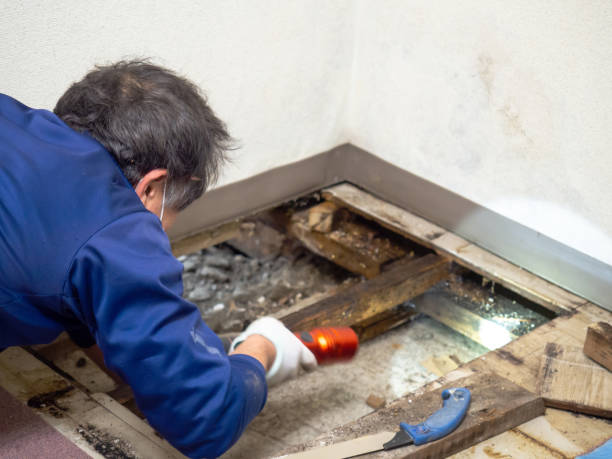 Best Mold Removal Company Near Me  in Shawneeland, VA