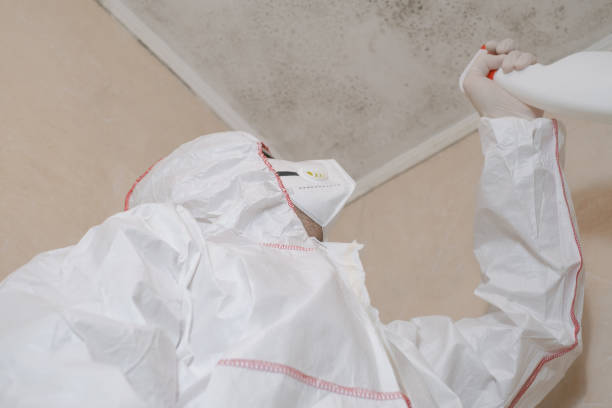Trusted Shawneeland, VA Mold Removal Experts