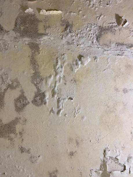 Best Affordable Mold Removal  in Shawneeland, VA