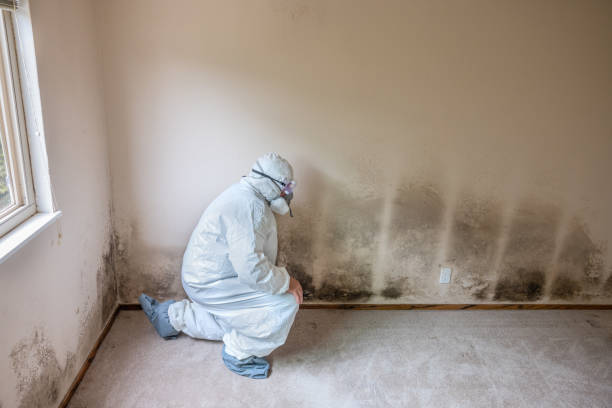 Best Fast Mold Removal  in Shawneeland, VA