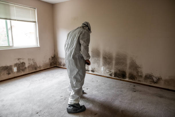 Best Commercial Mold Removal  in Shawneeland, VA