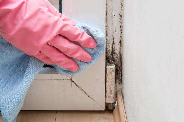 Best Mold Testing  in Shawneeland, VA