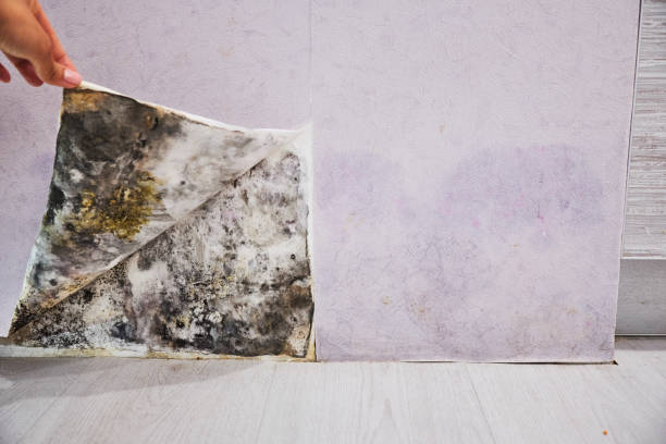 Best Crawl Space Mold Removal  in Shawneeland, VA